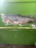 SALMON-Frozen
